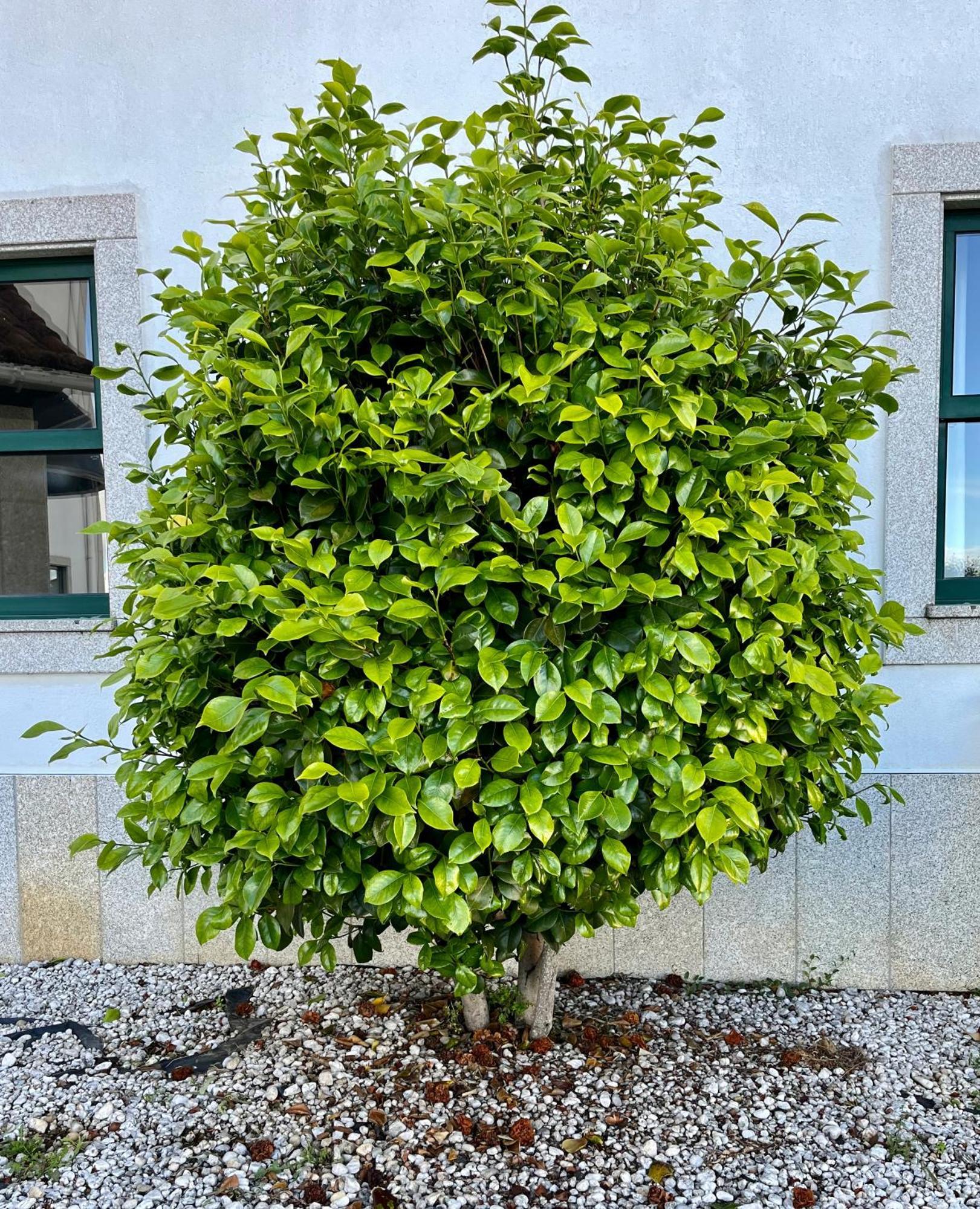 Vinhais Hotel Εξωτερικό φωτογραφία